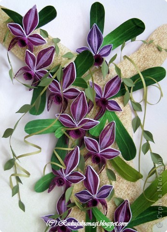 Квиллинг: Каттлея (лат. Cattleya) — семейство Орхидные. Фото 18
