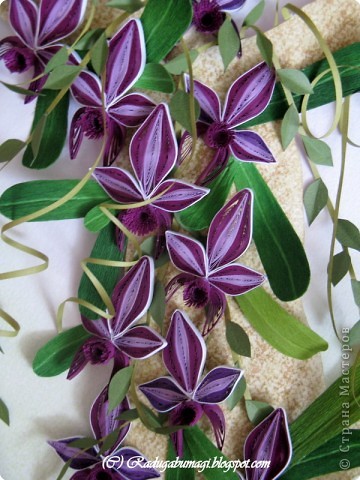 Квиллинг: Каттлея (лат. Cattleya) — семейство Орхидные. Фото 2