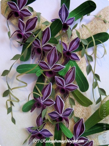 Квиллинг: Каттлея (лат. Cattleya) — семейство Орхидные. Фото 3