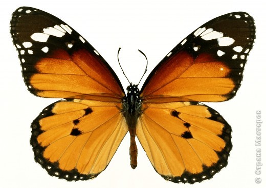  Фоторепортаж: Бабочки. Фото. Фото 3