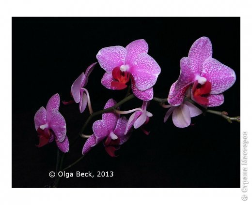-: (Phalaenopsis). . .. 16