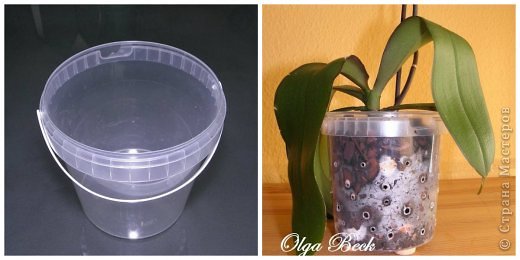 -: (Phalaenopsis). . .. 11