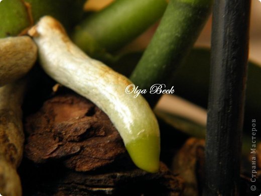 -: (Phalaenopsis). . .. 13