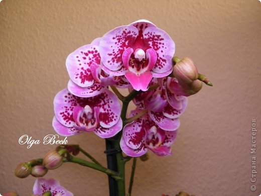 -: (Phalaenopsis). . .. 2