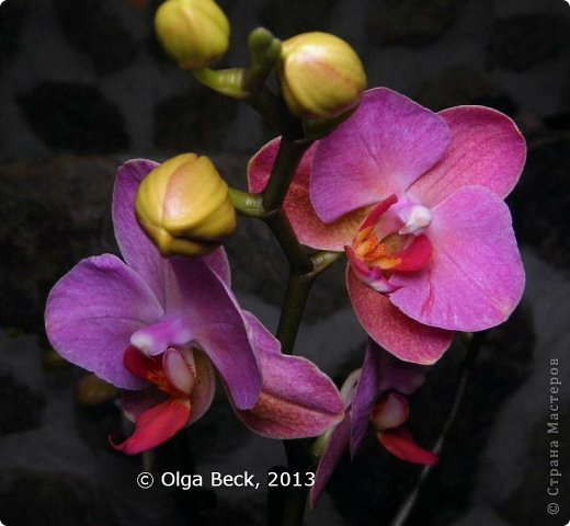 -: (Phalaenopsis). . .. 15