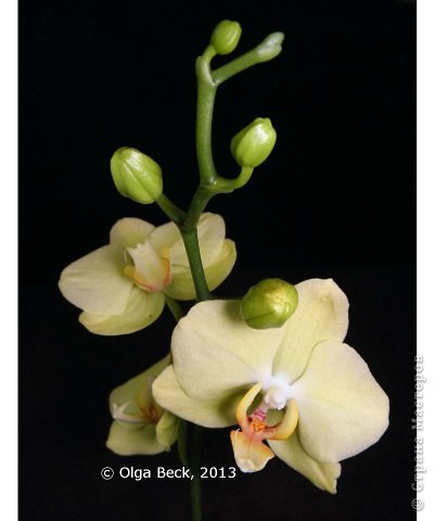 -: (Phalaenopsis). . .. 14