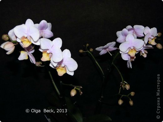 -: (Phalaenopsis). . .. 17