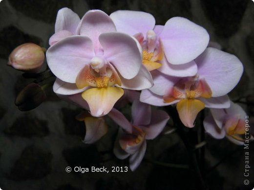 -: (Phalaenopsis). . .. 18