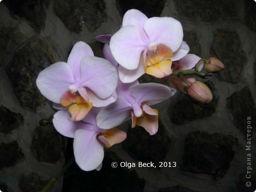 -: (Phalaenopsis). . .. 19