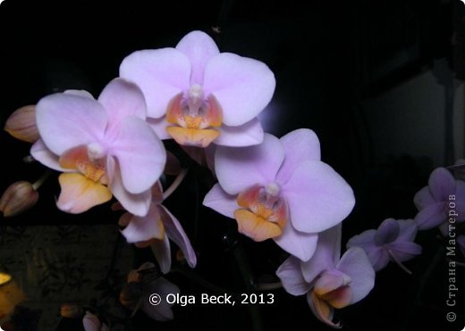 -: (Phalaenopsis). . .. 20