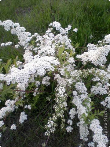 На кустике распустились белоснежные цветы.. Фото 3