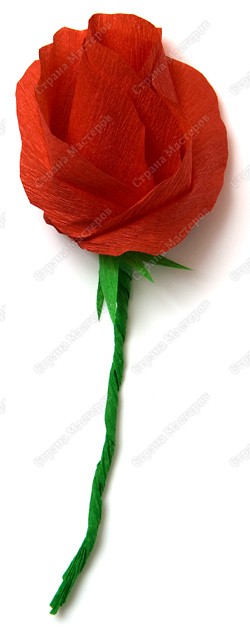 Миллион роз из гофрированной бумаги PICT3454