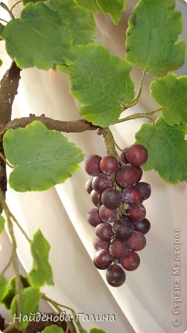 Свой виноград круглый год!Наслаждайтесь!Любители винограда!. Фото 5