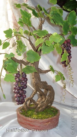 Свой виноград круглый год!Наслаждайтесь!Любители винограда!. Фото 4