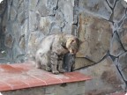 Премьера! Для всех любителей кошек!