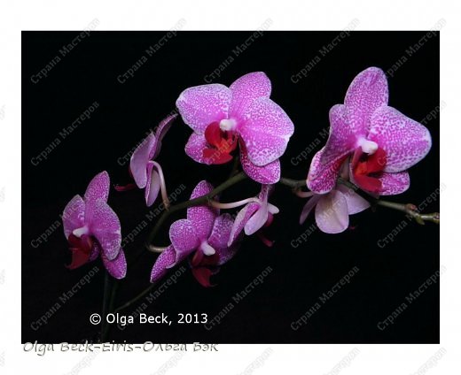 -   Phalaenopsis         16