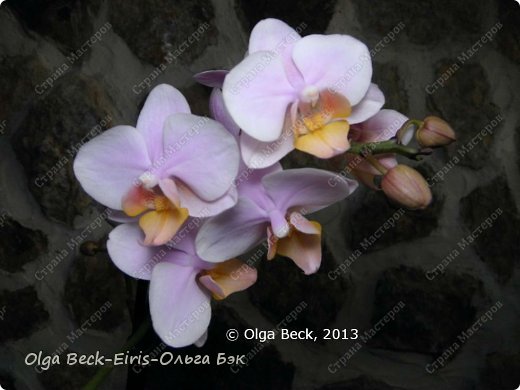 -   Phalaenopsis         19