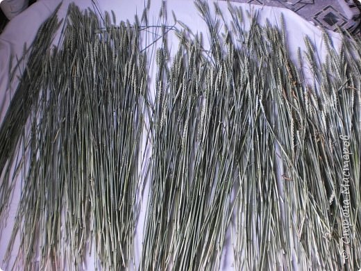 Мастер-класс Оберег Плетение Дидух из колосков пшеницы Материал природный Шпагат фото 2
