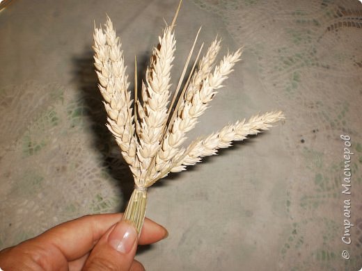 Мастер-класс Оберег Плетение Дидух из колосков пшеницы Материал природный Шпагат фото 4
