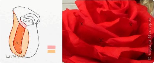 Мастер-класс Поделка изделие Моделирование конструирование «Аленький цветочек из креповой бумаги» Бумага гофрированная фото 7