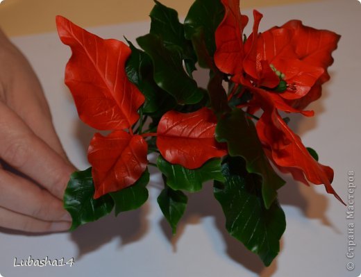 Мастер-класс Флористика Новый год Лепка Рождественский цветок пуансетия из холодного фарфора Фарфор холодный фото 42