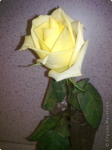 Вот такая золотая роза. фото 2