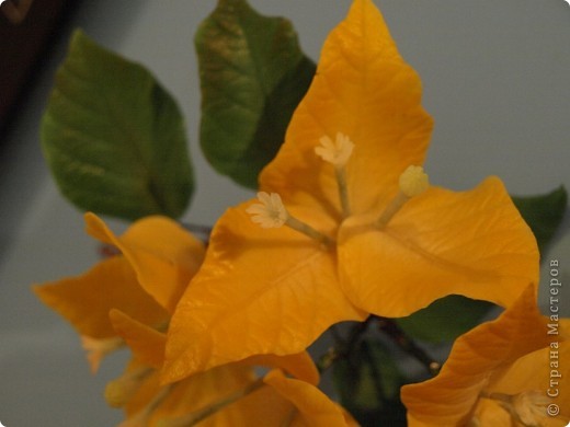 Бугенвиллия ХФ Спасибо огромное Юлии! | Страна Мастеров