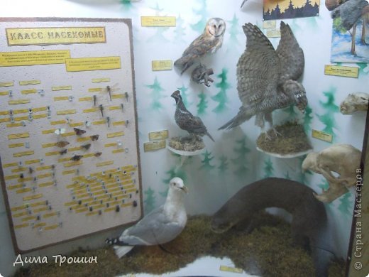 Животный мир Вологодской области (фото 37)