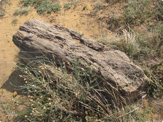 Посмотришь - трухлявый пень. Потрогаешь - камень. (фото 15)