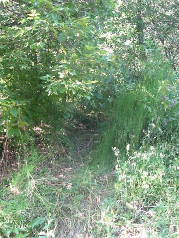 Плауны, которые еще динозавры кушали на берегу моря. (фото 19)