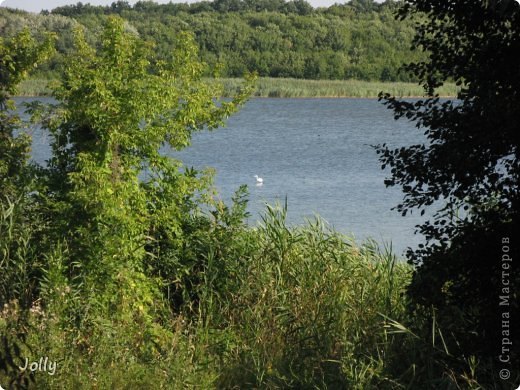 Цапля. Вообще-то их мы видели штук семь, и на нас внимание эти красавицы совершенно не обращали. (фото 23)