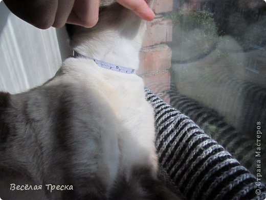 Изготавливаем галстук-бабочку для Вашего любимого кота! :) фото 2