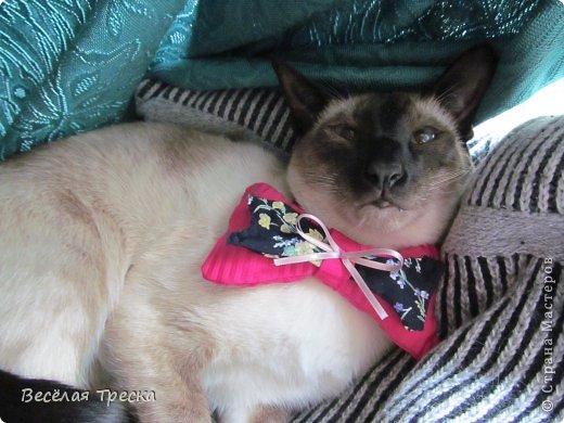 Изготавливаем галстук-бабочку для Вашего любимого кота! :) фото 1