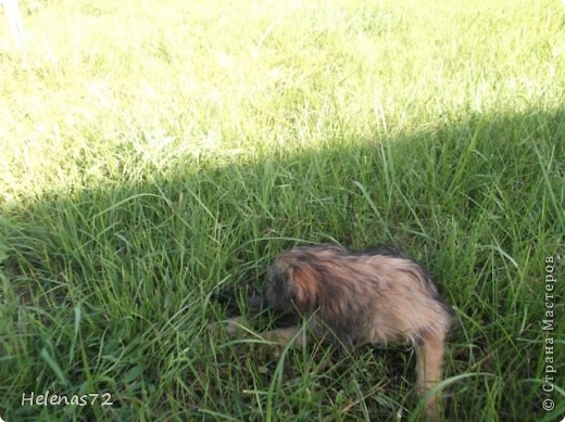 А это она побежала кувыркаться в траве от радости! (фото 9)