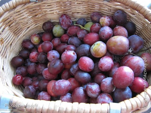 смоква рецепт в сушилке. Смотреть фото смоква рецепт в сушилке. Смотреть картинку смоква рецепт в сушилке. Картинка про смоква рецепт в сушилке. Фото смоква рецепт в сушилке смоква рецепт в сушилке. Смотреть фото смоква рецепт в сушилке. Смотреть картинку смоква рецепт в сушилке. Картинка про смоква рецепт в сушилке. Фото смоква рецепт в сушилке