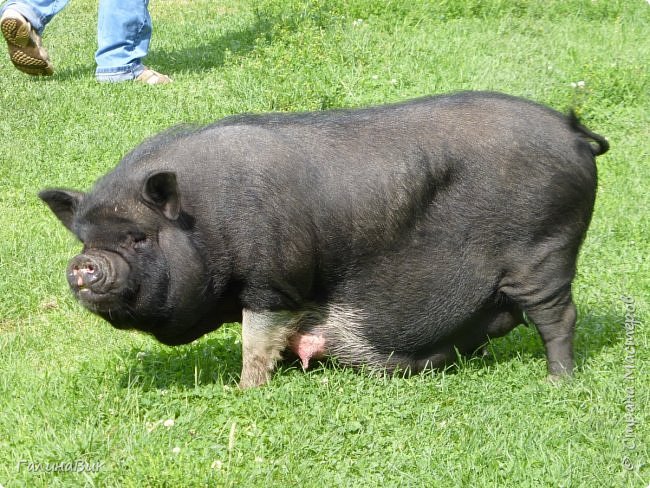 25 июля был организован поход на зообазу. Перед въездом в село Черга есть указатель "Зообаза", которая является и базой отдыха, и мини-зоопарком. Дорога оказалась длиннее, чем я предполагала. фото 8