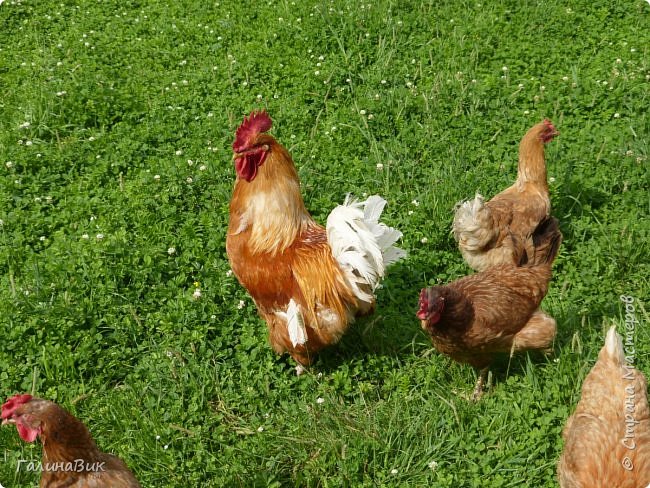 25 июля был организован поход на зообазу. Перед въездом в село Черга есть указатель "Зообаза", которая является и базой отдыха, и мини-зоопарком. Дорога оказалась длиннее, чем я предполагала. фото 12