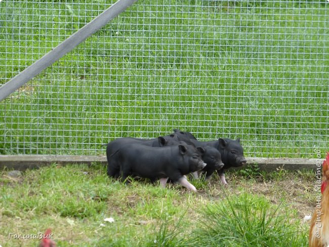 25 июля был организован поход на зообазу. Перед въездом в село Черга есть указатель "Зообаза", которая является и базой отдыха, и мини-зоопарком. Дорога оказалась длиннее, чем я предполагала. фото 9