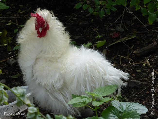 25 июля был организован поход на зообазу. Перед въездом в село Черга есть указатель "Зообаза", которая является и базой отдыха, и мини-зоопарком. Дорога оказалась длиннее, чем я предполагала. фото 14