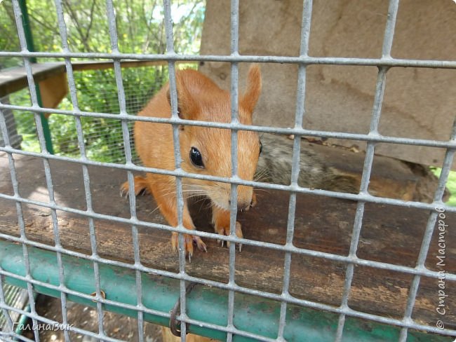25 июля был организован поход на зообазу. Перед въездом в село Черга есть указатель "Зообаза", которая является и базой отдыха, и мини-зоопарком. Дорога оказалась длиннее, чем я предполагала. фото 11