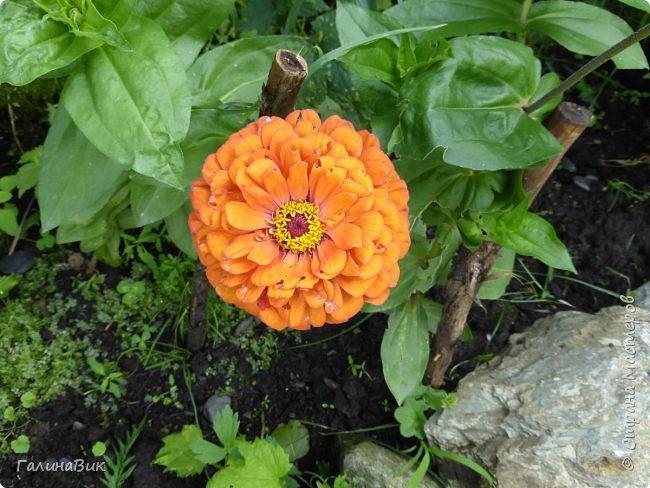 25 июля был организован поход на зообазу. Перед въездом в село Черга есть указатель "Зообаза", которая является и базой отдыха, и мини-зоопарком. Дорога оказалась длиннее, чем я предполагала. фото 21