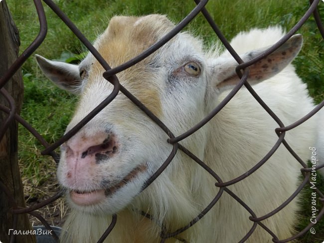 25 июля был организован поход на зообазу. Перед въездом в село Черга есть указатель "Зообаза", которая является и базой отдыха, и мини-зоопарком. Дорога оказалась длиннее, чем я предполагала. фото 18