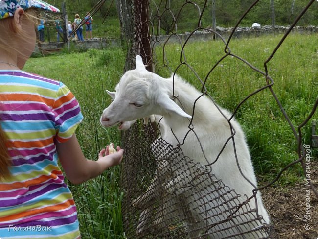 25 июля был организован поход на зообазу. Перед въездом в село Черга есть указатель "Зообаза", которая является и базой отдыха, и мини-зоопарком. Дорога оказалась длиннее, чем я предполагала. фото 17