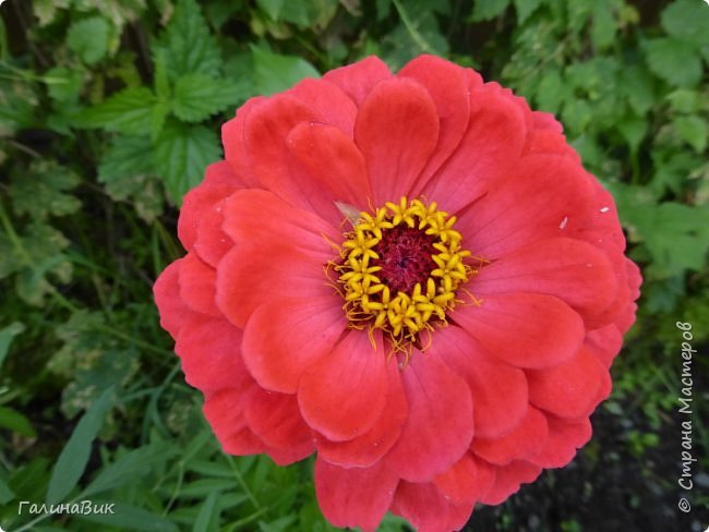 25 июля был организован поход на зообазу. Перед въездом в село Черга есть указатель "Зообаза", которая является и базой отдыха, и мини-зоопарком. Дорога оказалась длиннее, чем я предполагала. фото 20