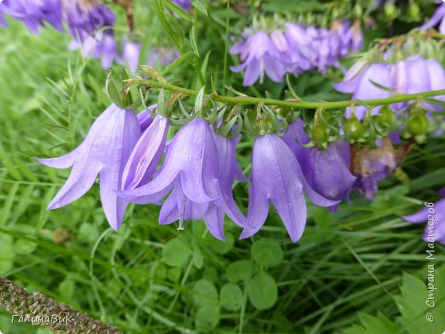 25 июля был организован поход на зообазу. Перед въездом в село Черга есть указатель "Зообаза", которая является и базой отдыха, и мини-зоопарком. Дорога оказалась длиннее, чем я предполагала. фото 25