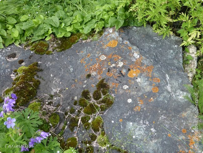 25 июля был организован поход на зообазу. Перед въездом в село Черга есть указатель "Зообаза", которая является и базой отдыха, и мини-зоопарком. Дорога оказалась длиннее, чем я предполагала. фото 30