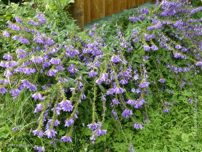 25 июля был организован поход на зообазу. Перед въездом в село Черга есть указатель "Зообаза", которая является и базой отдыха, и мини-зоопарком. Дорога оказалась длиннее, чем я предполагала. фото 24