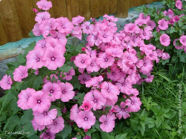 25 июля был организован поход на зообазу. Перед въездом в село Черга есть указатель "Зообаза", которая является и базой отдыха, и мини-зоопарком. Дорога оказалась длиннее, чем я предполагала. фото 23