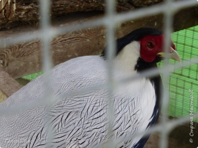 25 июля был организован поход на зообазу. Перед въездом в село Черга есть указатель "Зообаза", которая является и базой отдыха, и мини-зоопарком. Дорога оказалась длиннее, чем я предполагала. фото 13