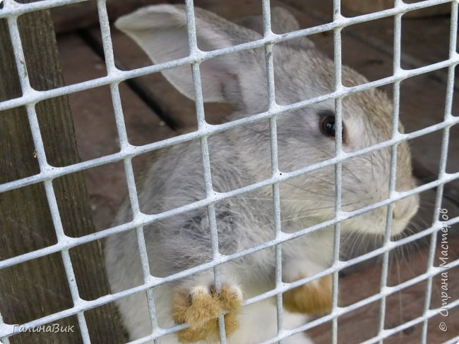 25 июля был организован поход на зообазу. Перед въездом в село Черга есть указатель "Зообаза", которая является и базой отдыха, и мини-зоопарком. Дорога оказалась длиннее, чем я предполагала. фото 10